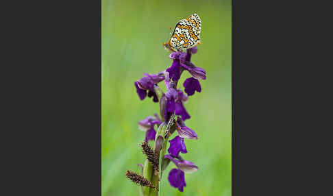 Gemeiner Scheckenfalter (Melitaea cinxia)