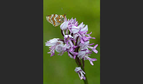 Gemeiner Scheckenfalter (Melitaea cinxia)