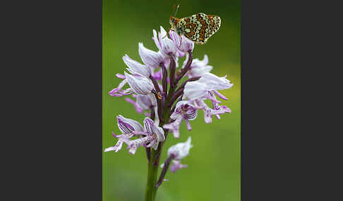 Gemeiner Scheckenfalter (Melitaea cinxia)