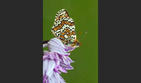 Gemeiner Scheckenfalter (Melitaea cinxia)