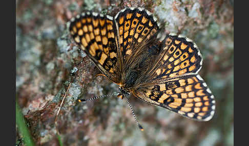 Gemeiner Scheckenfalter (Melitaea cinxia)