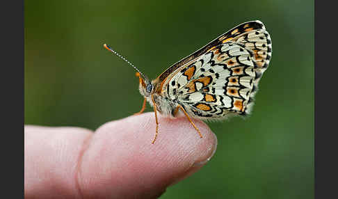 Gemeiner Scheckenfalter (Melitaea cinxia)