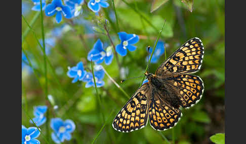 Gemeiner Scheckenfalter (Melitaea cinxia)