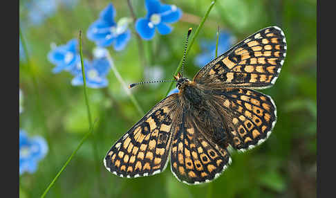 Gemeiner Scheckenfalter (Melitaea cinxia)