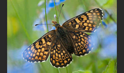 Gemeiner Scheckenfalter (Melitaea cinxia)