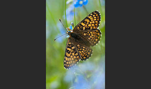 Gemeiner Scheckenfalter (Melitaea cinxia)