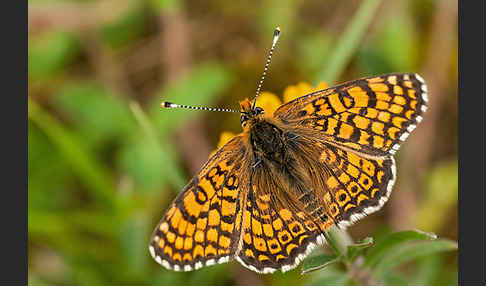 Gemeiner Scheckenfalter (Melitaea cinxia)