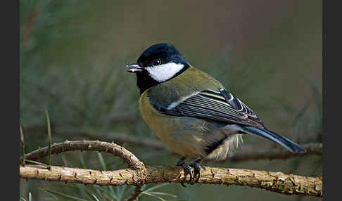 Kohlmeise (Parus major)