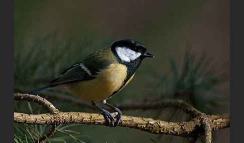 Kohlmeise (Parus major)