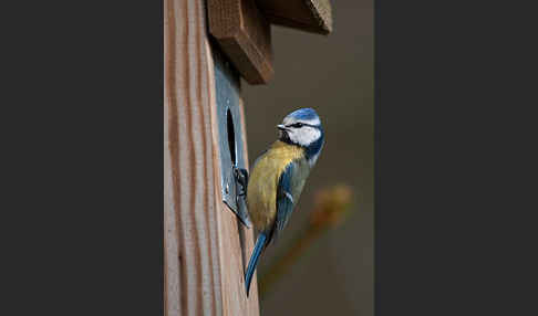 Blaumeise (Parus caeruleus)