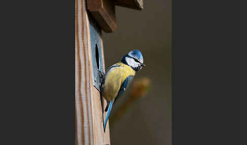 Blaumeise (Parus caeruleus)