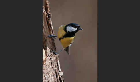 Kohlmeise (Parus major)