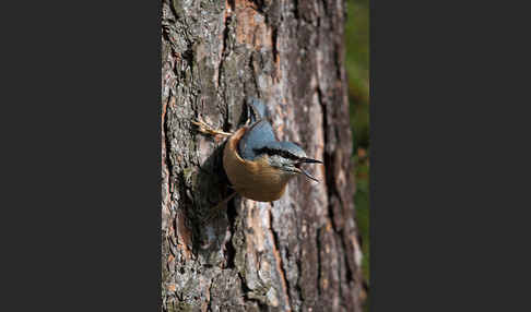 Kleiber (Sitta europaea)