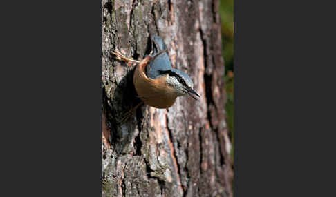 Kleiber (Sitta europaea)