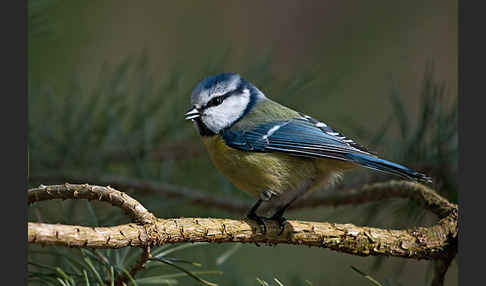 Blaumeise (Parus caeruleus)