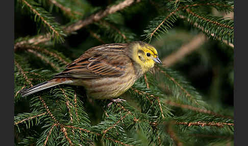 Goldammer (Emberiza citrinella)