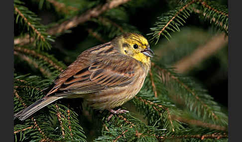 Goldammer (Emberiza citrinella)