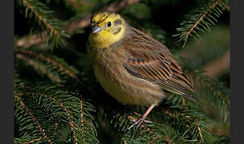 Goldammer (Emberiza citrinella)