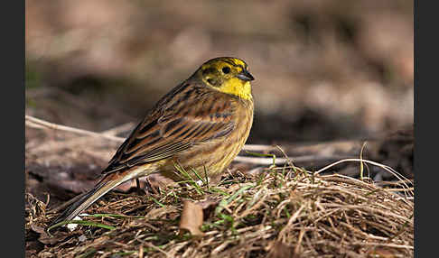 Goldammer (Emberiza citrinella)