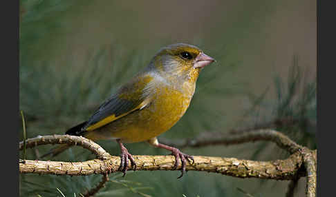 Grünfink (Carduelis chloris)