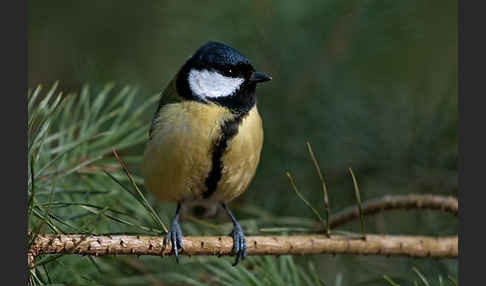 Kohlmeise (Parus major)