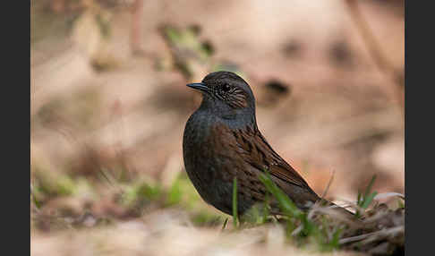 Heckenbraunelle (Prunella modularis)