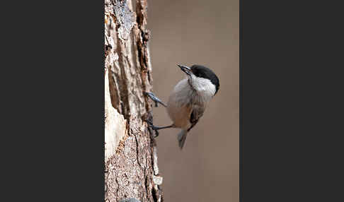 Sumpfmeise (Parus palustris)