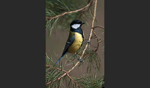 Kohlmeise (Parus major)