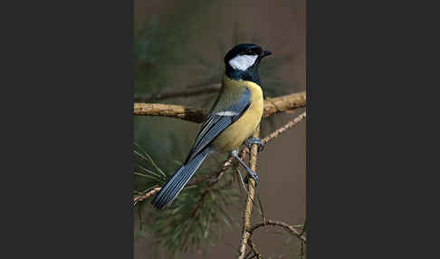 Kohlmeise (Parus major)