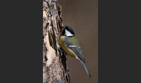 Kohlmeise (Parus major)