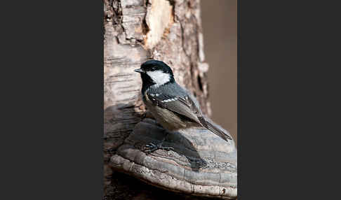 Tannenmeise (Parus ater)