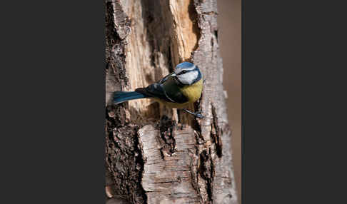 Blaumeise (Parus caeruleus)