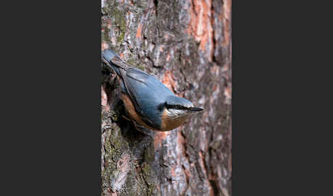 Kleiber (Sitta europaea)