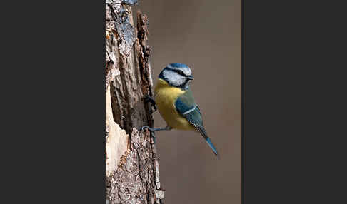 Blaumeise (Parus caeruleus)