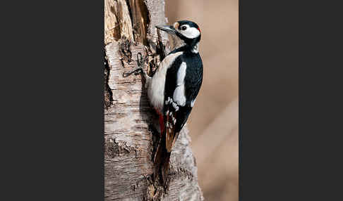 Buntspecht (Dendrocopos major)