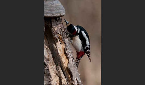 Buntspecht (Dendrocopos major)