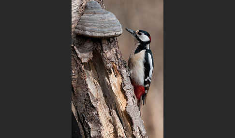 Buntspecht (Dendrocopos major)