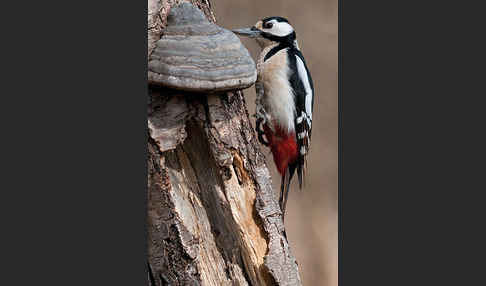 Buntspecht (Dendrocopos major)