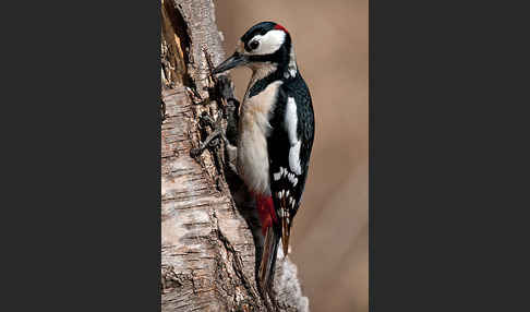 Buntspecht (Dendrocopos major)