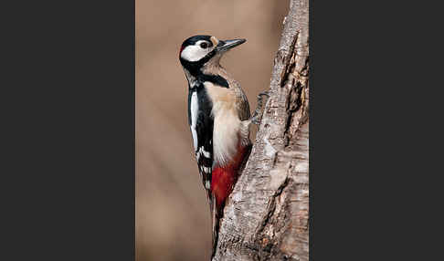 Buntspecht (Dendrocopos major)