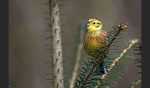 Goldammer (Emberiza citrinella)