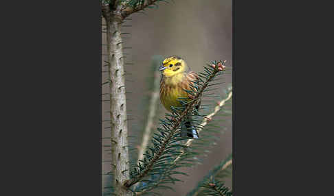 Goldammer (Emberiza citrinella)