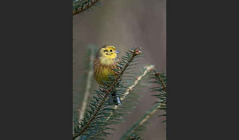 Goldammer (Emberiza citrinella)