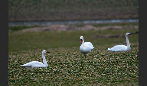 Höckerschwan (Cygnus olor)