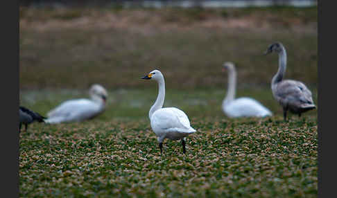 Höckerschwan (Cygnus olor)