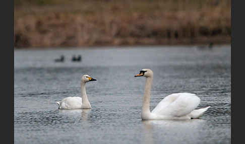 Höckerschwan (Cygnus olor)