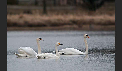 Höckerschwan (Cygnus olor)