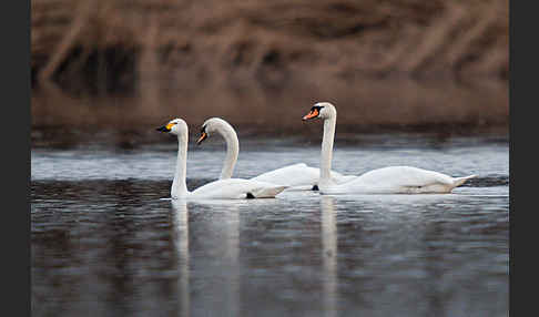 Höckerschwan (Cygnus olor)