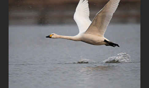 Zwergschwan (Cygnus columbianus)