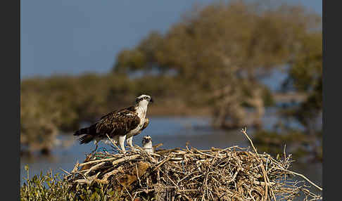 Fischadler (Pandion haliaetus)